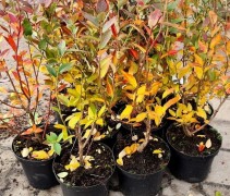 Vaccinium Bluecrop