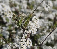 Spiraea x cinerea 'Grefsheim' - Spierstruik  'Grefsheim' - 3