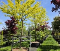 Gleditsia triacanthos 'Sunburst' - Valse christusdoorn - 2
