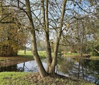 Alnus glutinosa - Zwarte Els - najaar