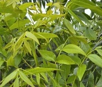 Carya illinoinensis 'Western Schley' - Pecannoot  'Western Schley' - 1