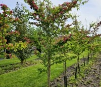 Crataegus leavigata 'Paul's Scarlet' - Rode Meidoorn - 1