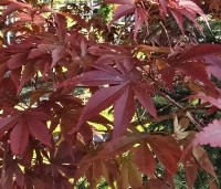 Acer palmatum 'Beni Hagoromo' - Japanse Esdoorn 'Beni Hagoromo' - 6