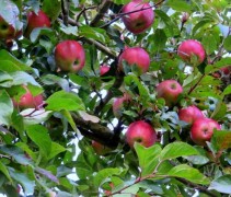Malus domestica 'Gloster'