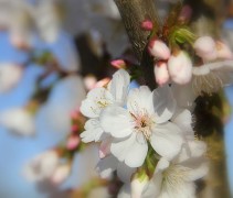 Prunus Royal Flame bloemen en knoppen