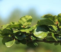 Rondbladige dwergbeuk bladeren en knoppen