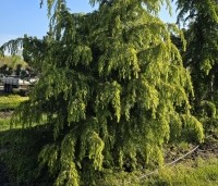 Cedrus deodara - Himalayaceder - 4