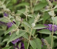 Buddleja davidii 'Lochinch' - Vlinderstruik 'Lochinch' - 1