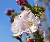 Prunus serrulata 'Amanogawa' - Japanse Sierkers - 1