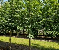 Tilia x europaea 'Euchlora' - Linde - 2