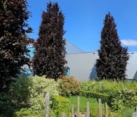 Fagus sylvatica 'Dawyck Purple' - Paarse Beuk - 1
