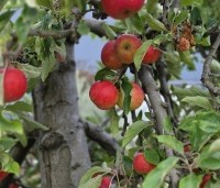 Malus dom. 'Red Elstar' - Malus dom. 'Red Elstar' - 2
