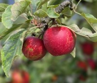 Malus dom. 'Red Elstar' - Malus dom. 'Red Elstar' - 1