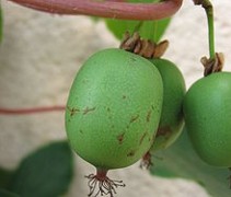 Actinidia arguta