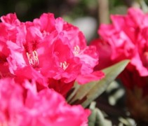 De licht rode bloemen van de Rododendron 'Sneezy'