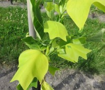 Liriodendrons 'Glen Gold'