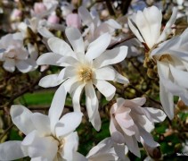 Magnolia stellata Rosea maart 2023