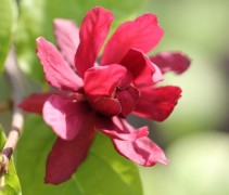 Sinocalycanthus Hartlage Wine