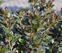 Rododendron Azalea 'Stewartstonian' - Azalea 'Stewartstonian' - 1