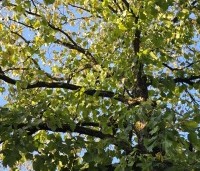 Corylus colurna - Turkse hazelaar - 2