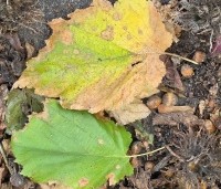 Corylus colurna - Turkse hazelaar - 1