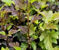 Physocarpus opulifolius 'Diable d' Or' - Blaasspiraea 'Diable d' Or' - 1