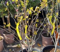 Cercis siliquastrum