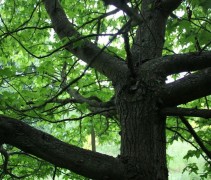 Liquidambar styraciflua 'Lane Roberts'