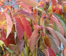 Prunus serrulata 'Amanogawa'
