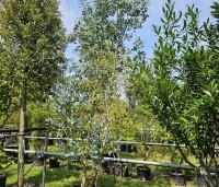 Eucalyptus gunnii - Gomboom - 2