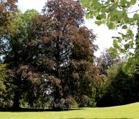 Fagus sylvatica 'Atropunicea' - Rode beuk - parkstijl