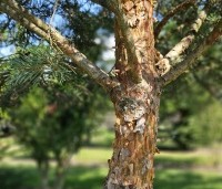 Pinus sylvestris 'Glauca' - Grove den 'Glauca' - 2