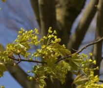 Bloei en ontluikend blad