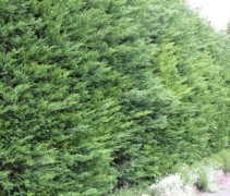 Cupressocyparis Leylandii