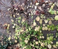 Hydrangea anomala subsp. petiolaris - Klimhortensia - 1