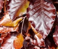 Fagus sylvatica 'Atropunicea' - Rode beuk - 2