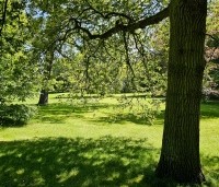 Quercus robur - Zomereik - 3