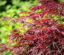 Acer Palmatum Garnet