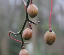 Davidia Involucrata (zaaddoos)