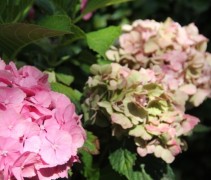 Hydrangea forever&ever pink uitbloei