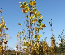 Liriodendron
