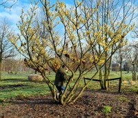 Hamamelis x intermedia 'Westerstede'  - Toverhazelaar 'Westerstede' - 1