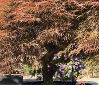 Acer palmatum 'Dragon Fire' - Japanse Esdoorn Dragon Fire - 4