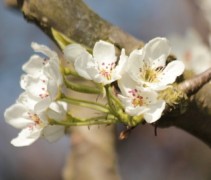 Pyrus Hosui Nashipeer