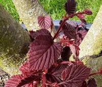 Corylus maxima 'Purpurea' - Roodbladige hazelnoot - 2