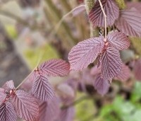 Corylus maxima 'Purpurea' - Roodbladige hazelnoot - 1