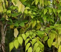 Gymnocladus dioica - Doodsbeenderenboom - 1