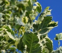Liriodendron tulipifera 'Snowbird' - Tulpenboom 'Snowbird' - 3