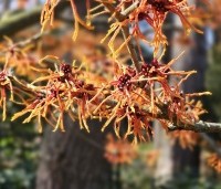 Hamamelis intermedia 'Orange Beauty' - Toverhazelaar 'Orange Beauty' - 4