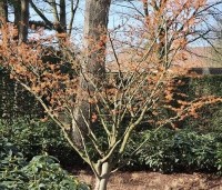 Hamamelis intermedia 'Orange Beauty' - Toverhazelaar 'Orange Beauty' - 2